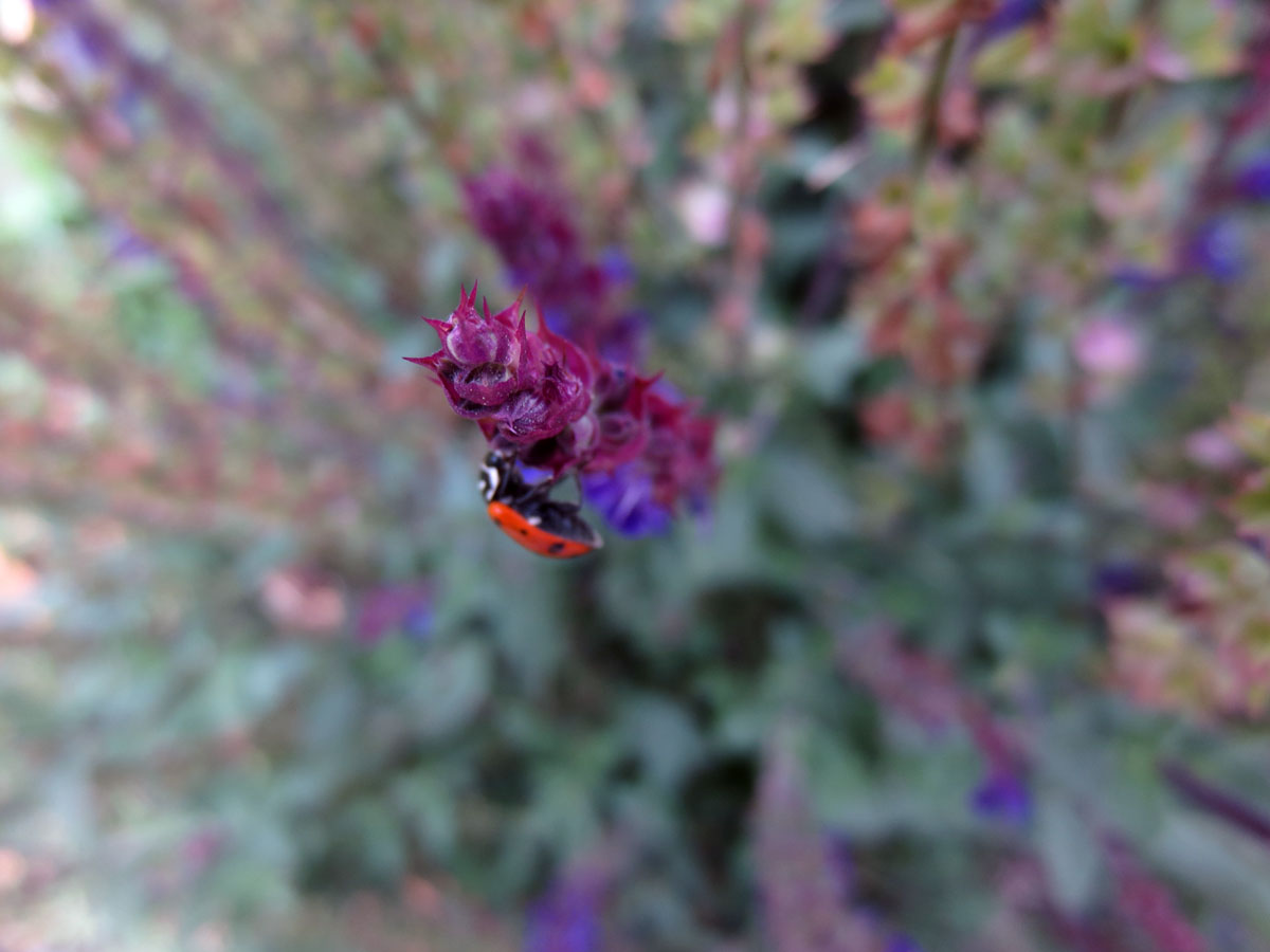 Ladybug by Susan Fluegel